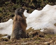 40 Una marmotta in sentinella mi osserva e fischia